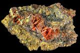 Bright Orange Crocoite Crystal Cluster - Tasmania #103807-1